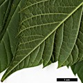 SpeciesSub: subsp. mexicanum SpeciesSub: subsp. mexicanum